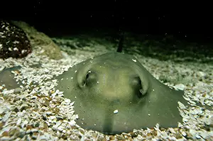 Dasyatis: Common STINGRAY