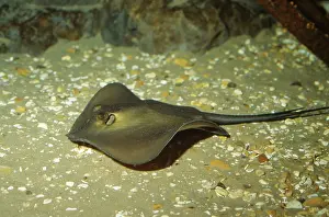 Sting: Common Stingray