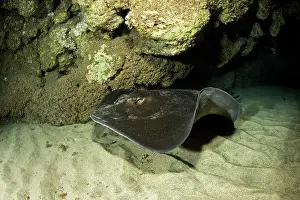 Dasyatis: Common stingray, Dasyatis pastinaca, inside Gruta