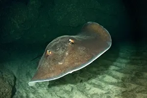 Dasyatis: Common stingray, Dasyatis pastinaca, inside Gruta