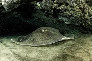 Dasyatis: Common stingray, Dasyatis pastinaca, inside Gruta