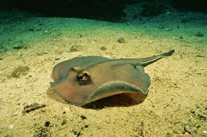 Sting: Common STINGRAY / Stingaree - on seabed