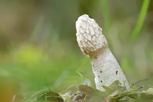 Stinkhorn: Common Stinkhorn