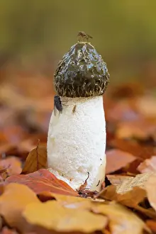 Smelling: Common Stinkhorn