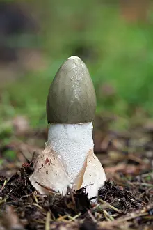 Stinkhorn: Common Stinkhorn - fungus