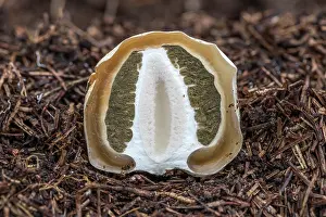 Toadstool: Common Stinkhorn Fungus - Egg - Dissected - UK