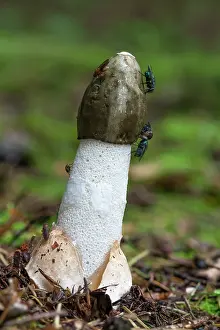 Toadstool: Common Stinkhorn Fungus - With Flys - UK