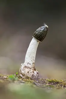 Stinkhorn: Common Stinkhorn - Fungus - UK