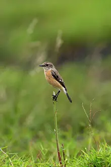 Stonechats: Common Stonechat