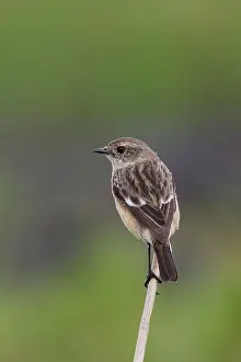 Stonechats: Common Stonechat