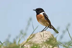 Stonechats: Common Stonechat