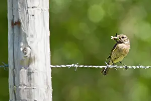 Stonechats: Common Stonechat
