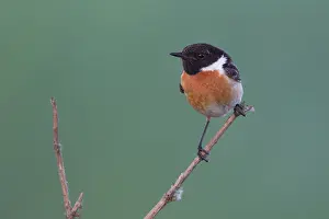 Stepnica: Common Stonechat