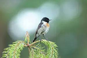 Saxicola: Common Stonechat