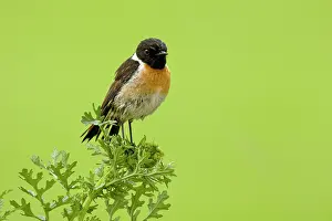 Saxicola: Common Stonechat