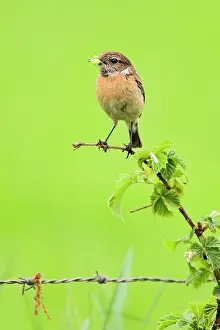 Saxicola: Common Stonechat