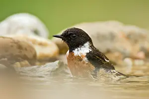 Saxicola: Common Stonechat