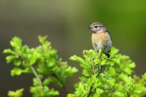 Saxicola: Common Stonechat