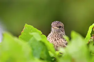 Saxicola: Common Stonechat