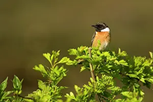 Saxicola: Common Stonechat