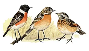 Saxicola: Common Stonechat