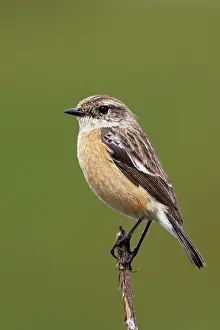 Stonechats: Common Stonechat - female