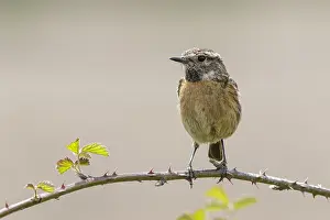 050618: Common Stonechat - female perched on a branch