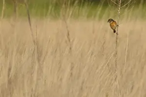 050618: Common Stonechat - female perched on a branch