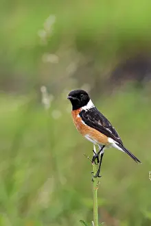 Stonechats: Common Stonechat - male