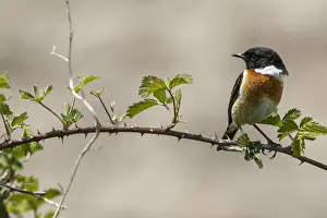 050618: Common Stonechat - male perched on a branch -