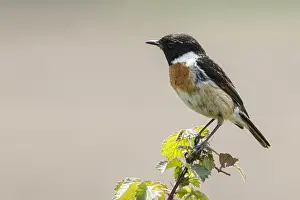 050618: Common Stonechat - male perched on a branch -
