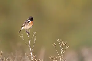 Roy Glen: Common Stonechat - portrait of male in summer plumage