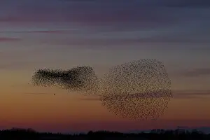 Starlings: Common Stralings - flying flock at sunset - Germany
