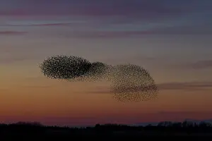 Starlings: Common Stralings - flying flock at sunset - Germany