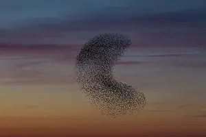 Starlings: Common Stralings - flying flock at sunset - Germany