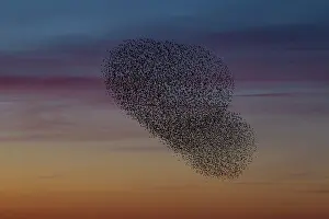 Starlings: Common Stralings - flying flock at sunset - Germany