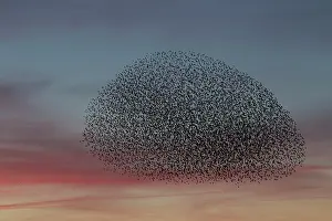 Starlings: Common Stralings - flying flock at sunset - Germany