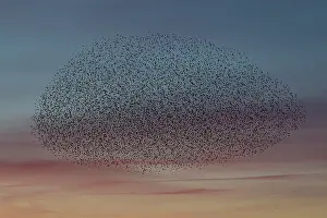Starlings: Common Stralings - flying flock at sunset - Germany
