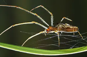 Stretch: Common Stretch-spider (Tetragnatha extensa) in