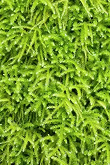 Humidity: Common striated feather-moss - Hanvec, Foret du