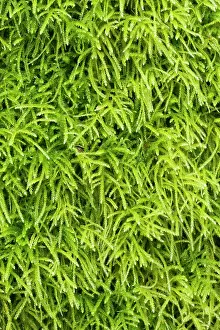 Humidity: Common striated feather-moss - Hanvec, Foret du