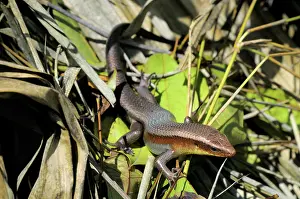 Cambodian: Common Sun Skink
