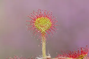 Catch: Common sundew (Drosera rotundifolia), close-up, fully spread
