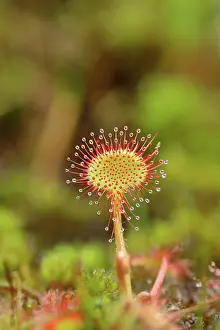 Sundew: Common sundew (Drosera rotundifolia), carnivorous
