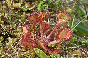 Sundew: Common Sundew - Insect eating plant