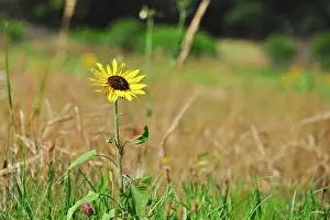 Robin Boswell: Common Sunflower