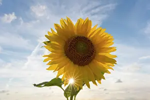 Daisy: Common Sunflower - flowering - Germany