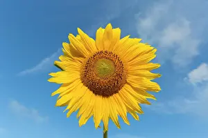 Daisy: Common Sunflower - flowering - Germany