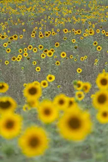 Vercors: Common Sunflower (Helianthus annuus) field flow
