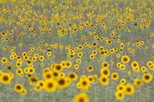 Vercors: Common Sunflower (Helianthus annuus) field flow